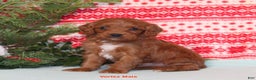 Cavapoo dogs for sale: Vortex - Ad 2