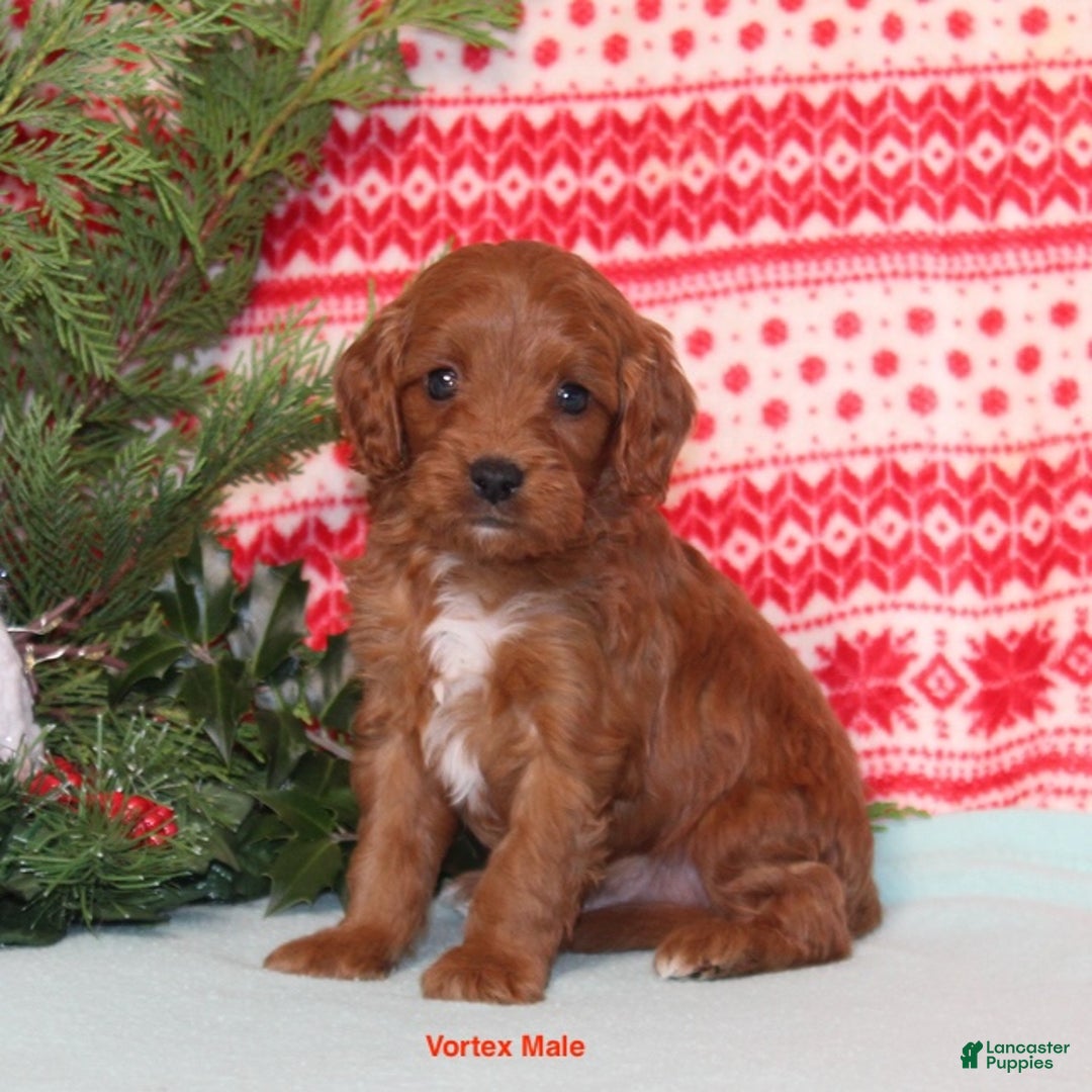 Cavapoo dogs for sale: Vortex - Ad 2