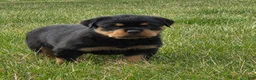Rottweiler dogs for sale: Miss Brooklyn - Ad 4