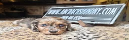 Miniature Dachshund dogs for sale: Brapple boy-2 blue eyes - Ad 1