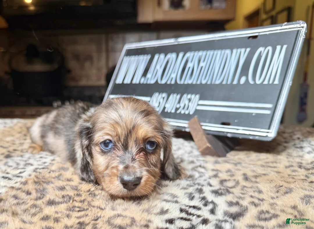 Miniature Dachshund dogs for sale: Brapple boy-2 blue eyes - Ad 1