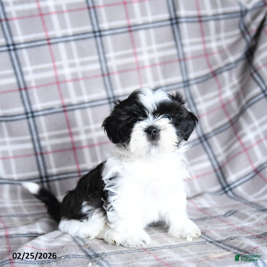 Shih Tzu dogs Stormy - Ad 1