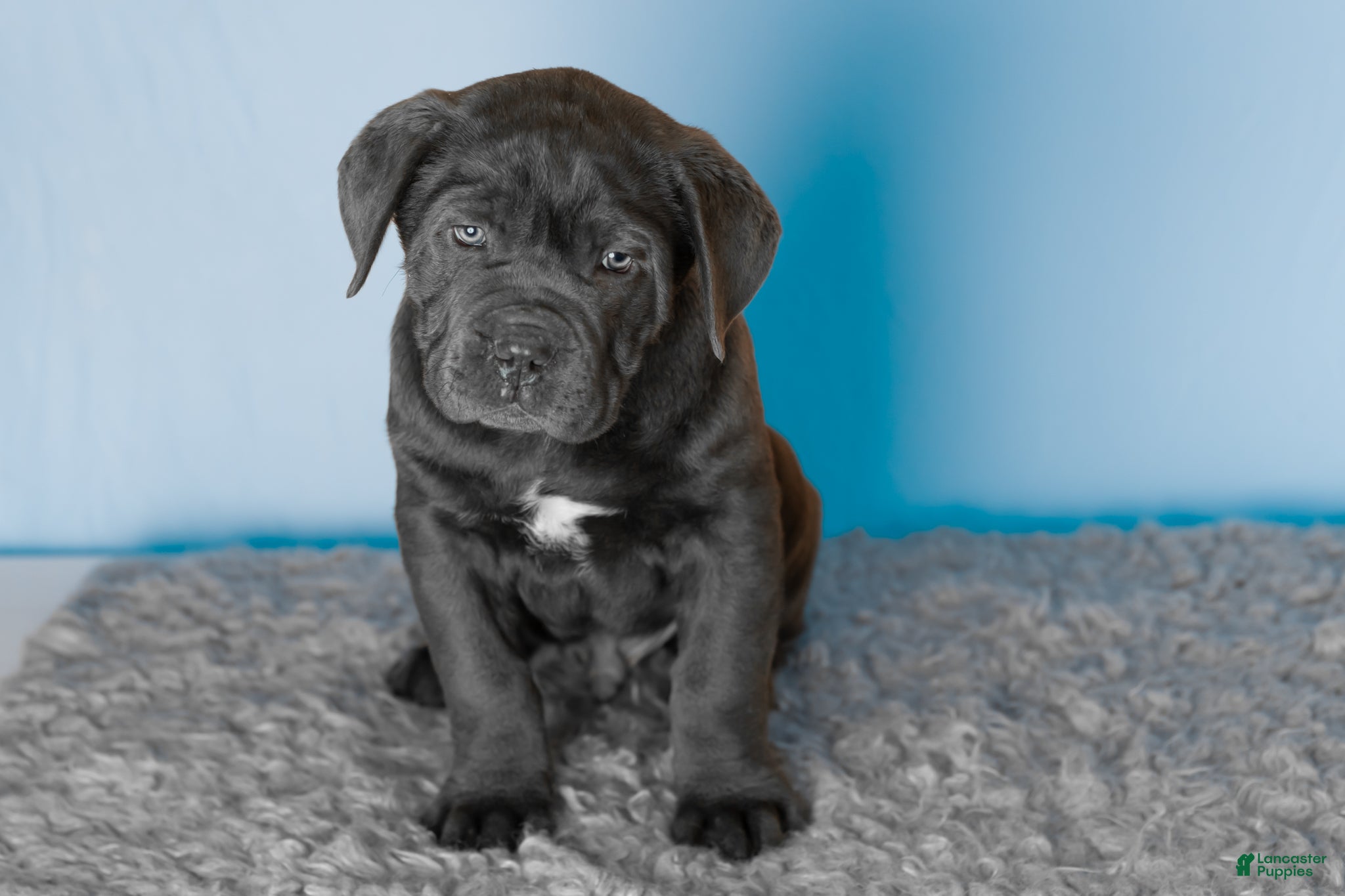 Cane Corso dogs Theo - Ad 22