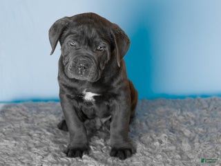 Cane Corso dogs Theo - Ad 22