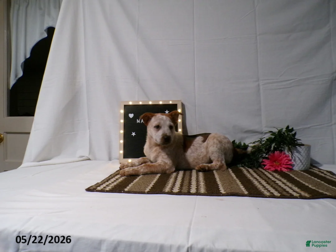 Australian Cattle Dog dogs for sale: Maverick - Ad 2