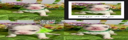 French Bulldog dogs for sale: French Bulldog 1 - Ad 1