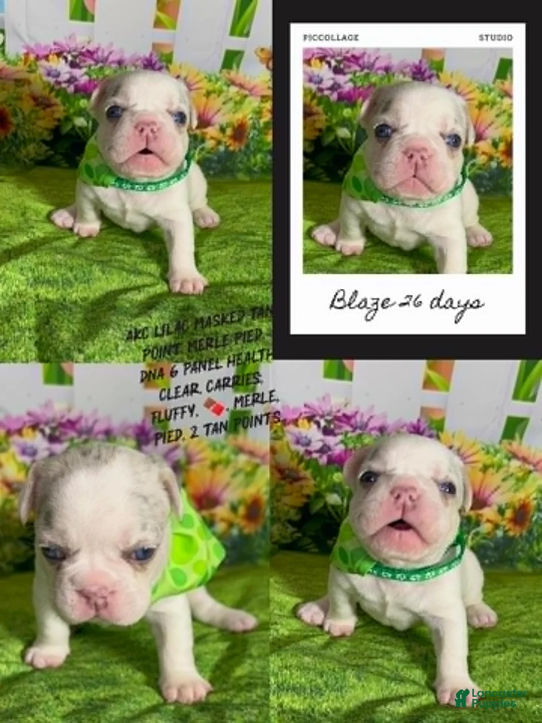 French Bulldog dogs for sale: French Bulldog 1 - Ad 1