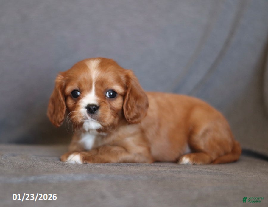 Cavalier King Charles Spaniel dogs Iris - Ad 40