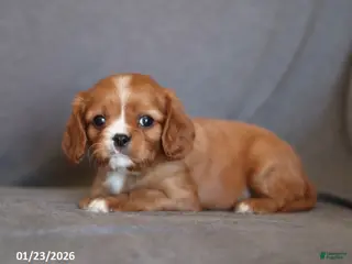Cavalier King Charles Spaniel dogs Iris - Ad 40