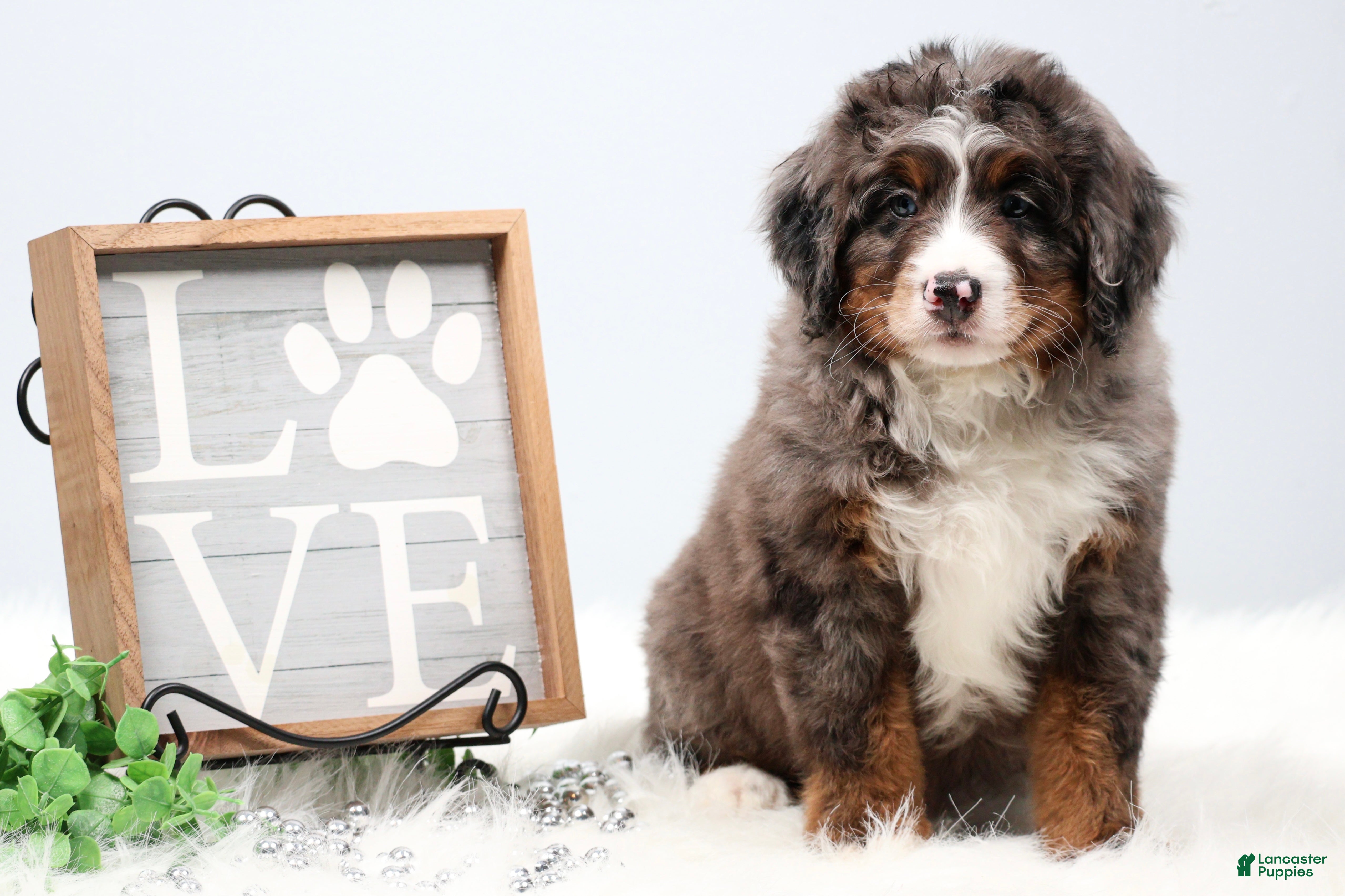 Mini Bernedoodle dogs Carter  - Ad 1