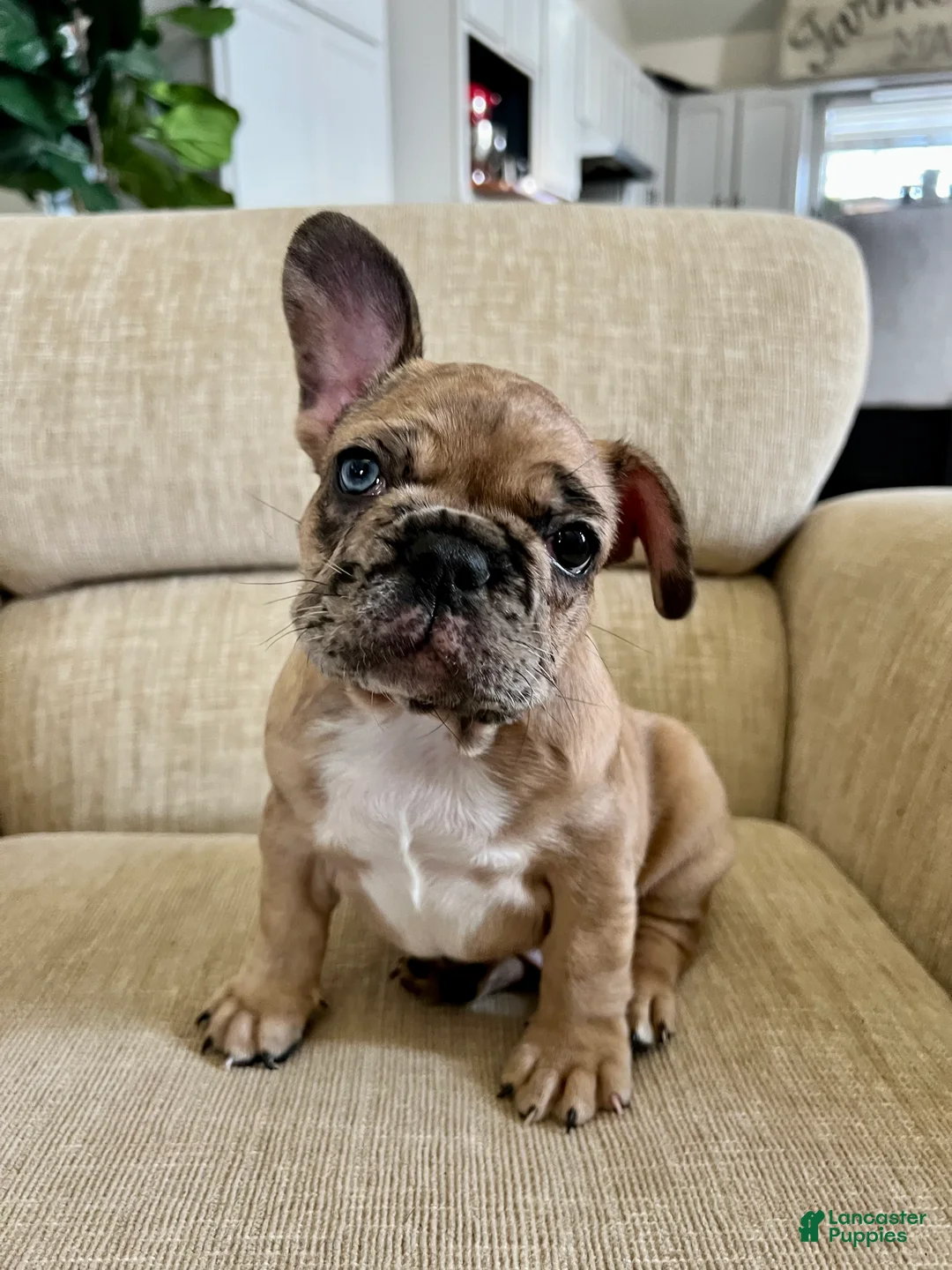 French Bulldog dogs for sale: Scout  - Ad 11