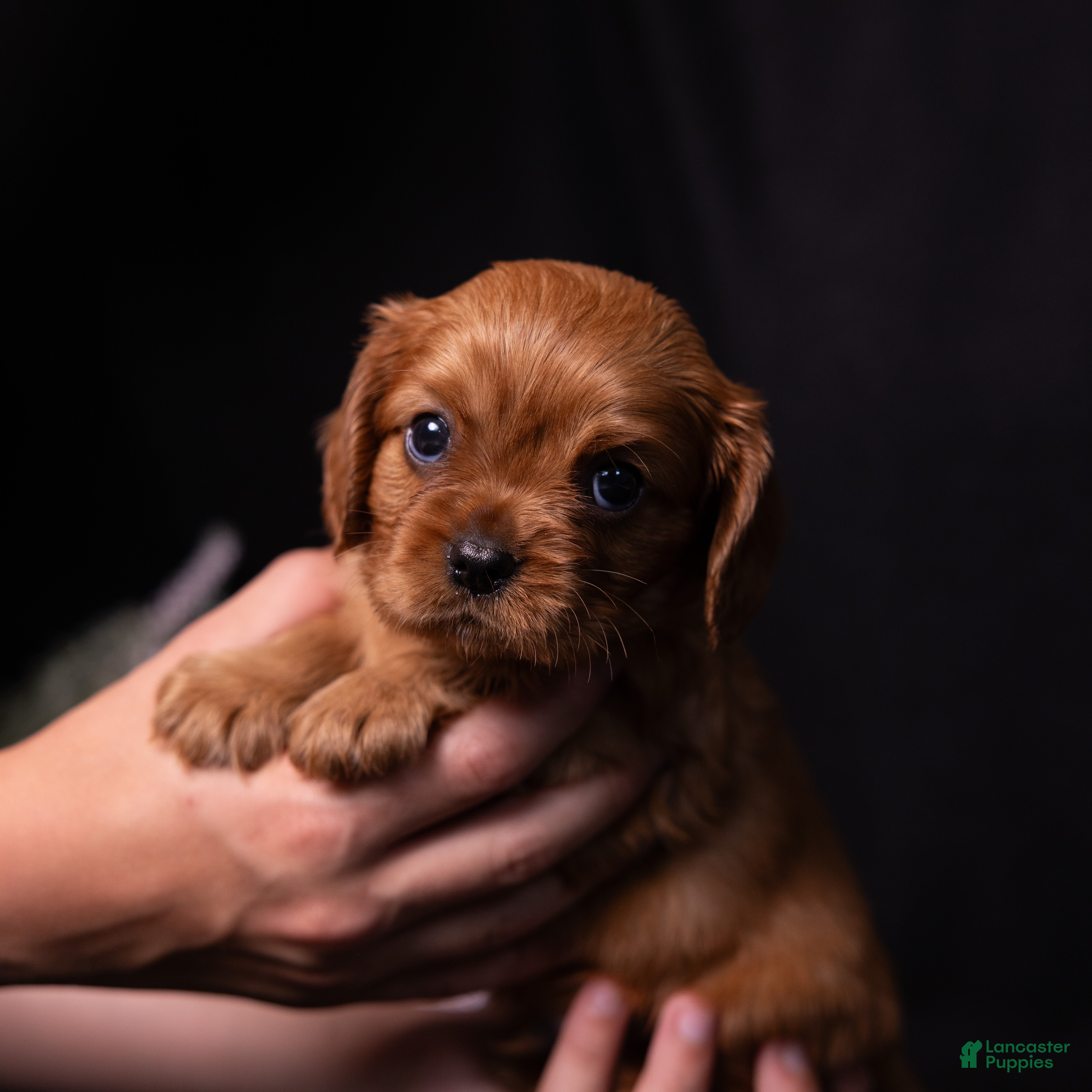 Cavalier King Charles Spaniel dogs Neil - Ad 1