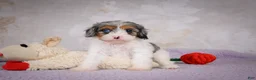 Cavapoo dogs for sale: Coco - Ad 10
