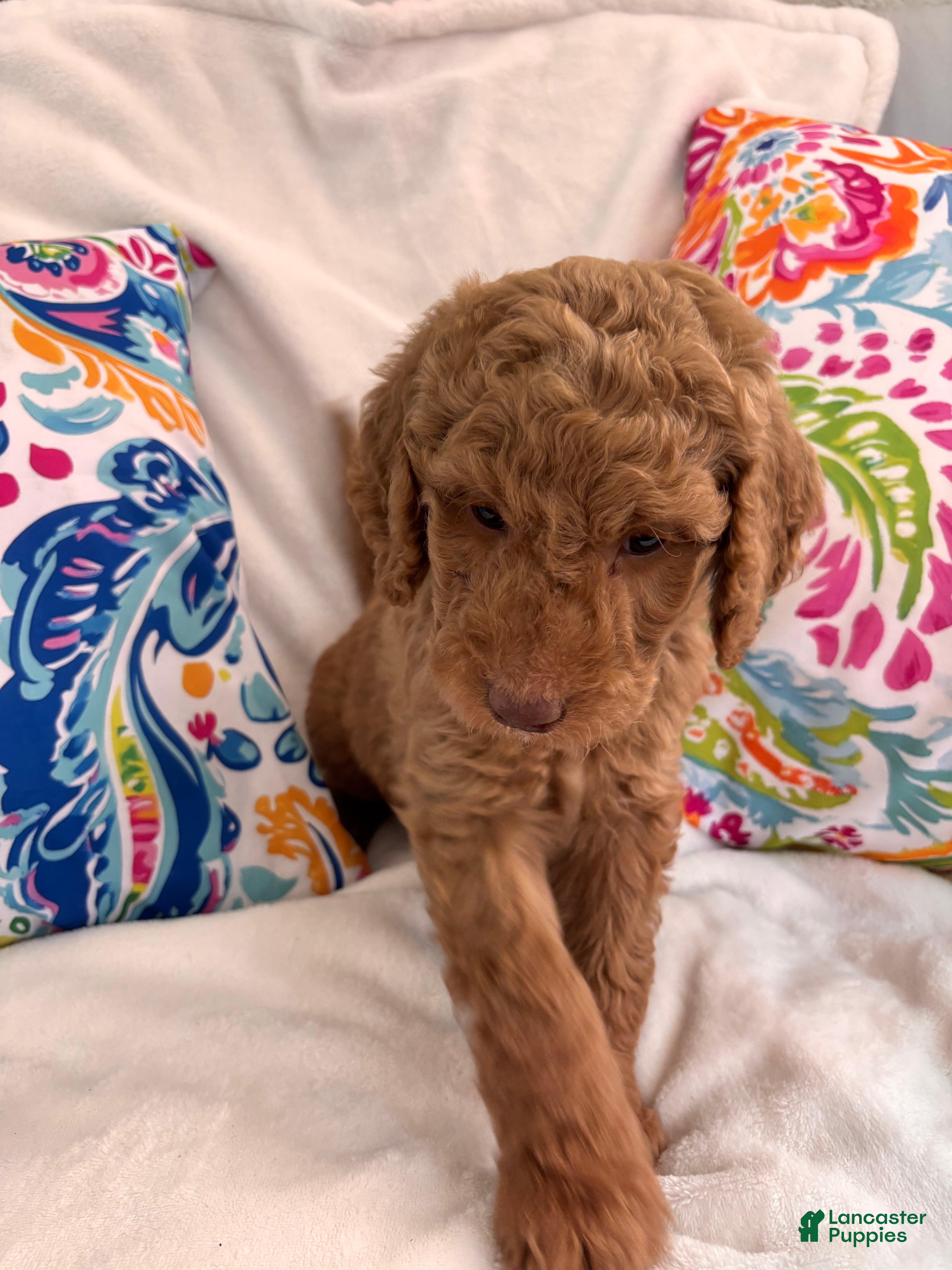 Goldendoodle dogs Goldendoodle Puppy 1 - Ad 25