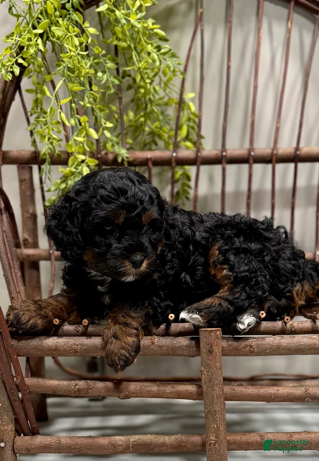 Cavapoo dogs for sale: Reo - Ad 2