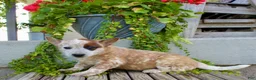Australian Cattle Dog dogs for sale: Ava - Ad 3