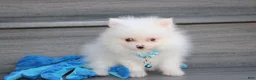 Pomeranian dogs for sale: Casper - Ad 7