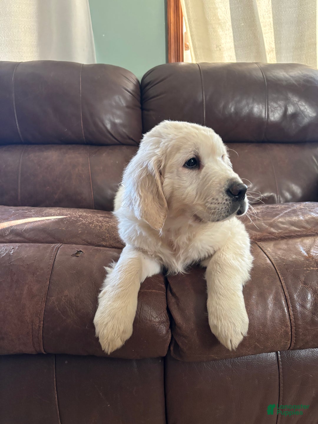 Golden Retriever dogs for sale: Bear  - Ad 5