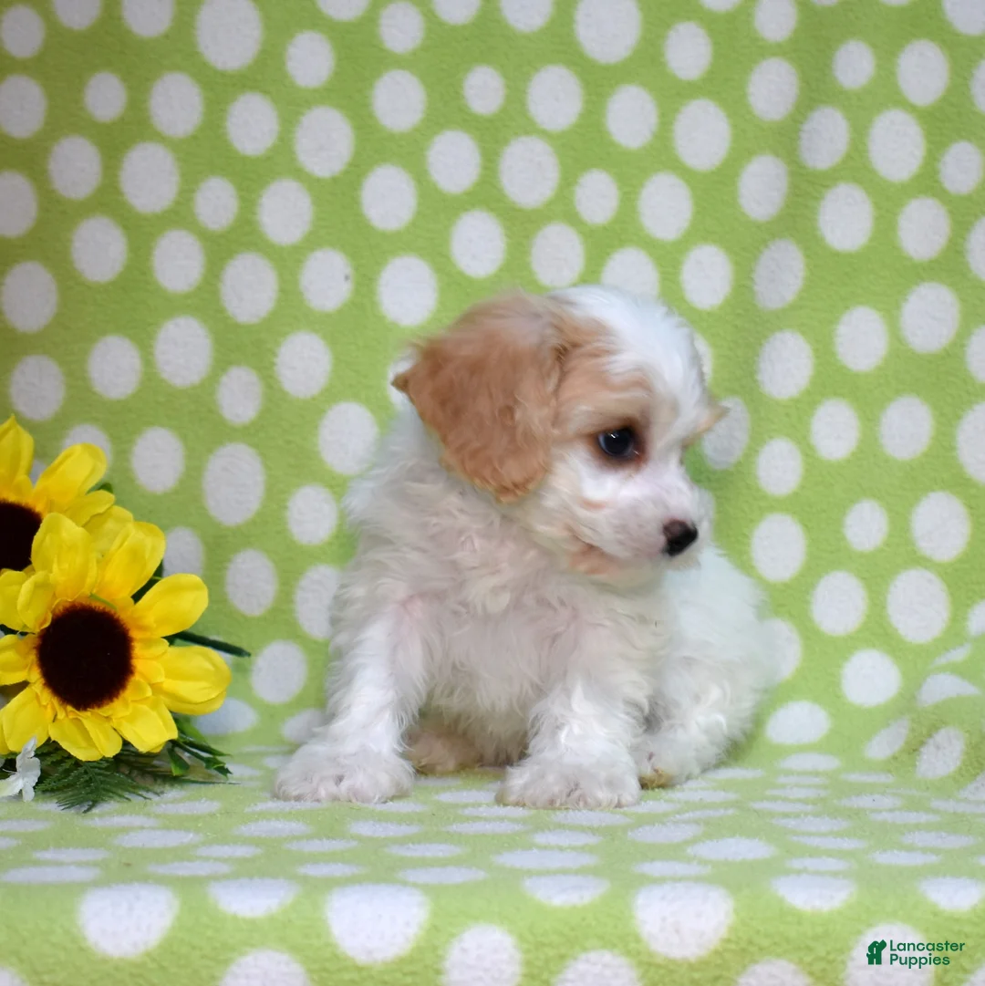Cavachon dogs for sale: Simba  - Ad 2