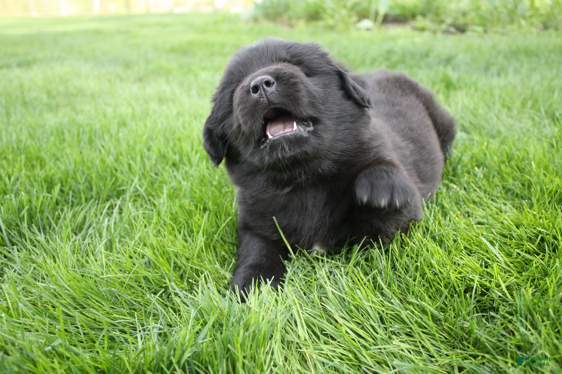 Newfoundland dogs Raven  - Ad 2