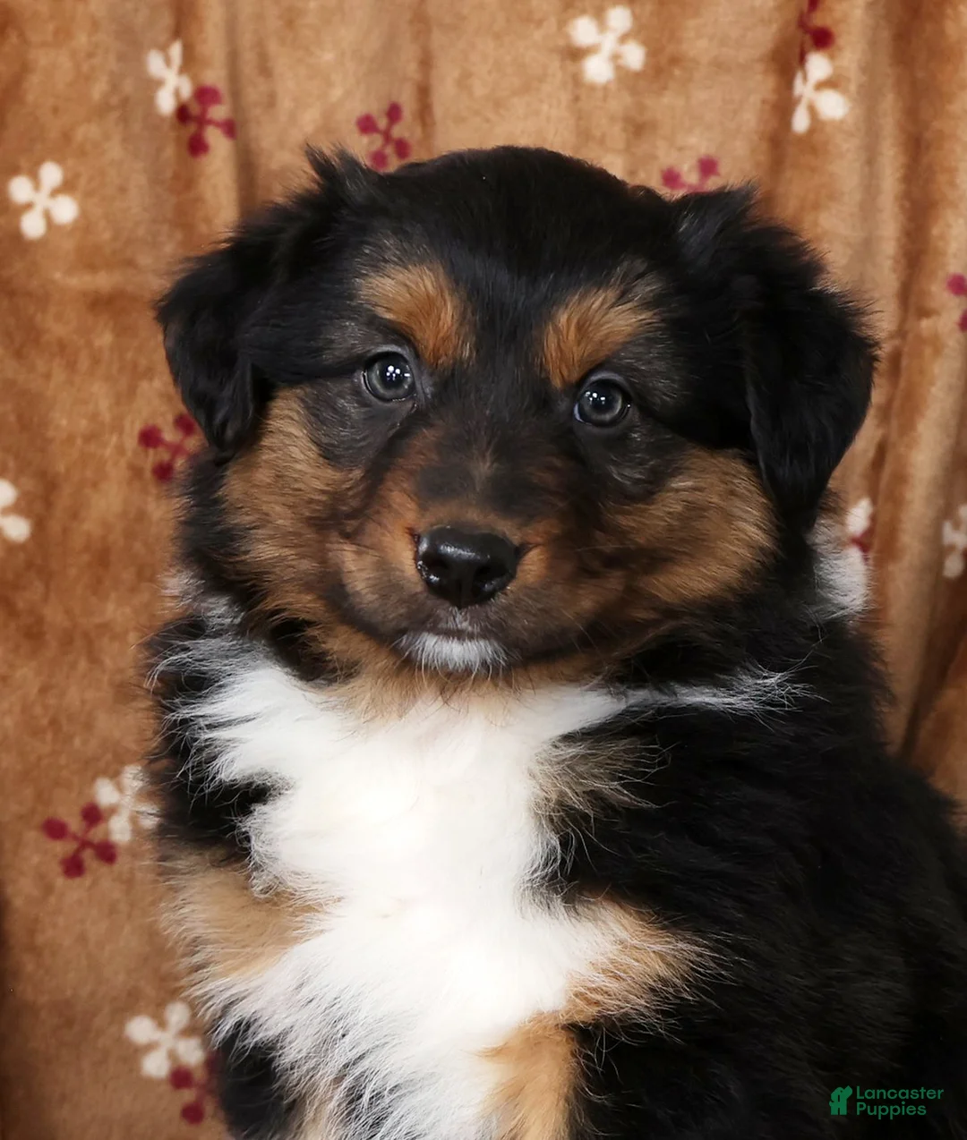 Australian Shepherd dogs for sale: Jesse - Ad 8
