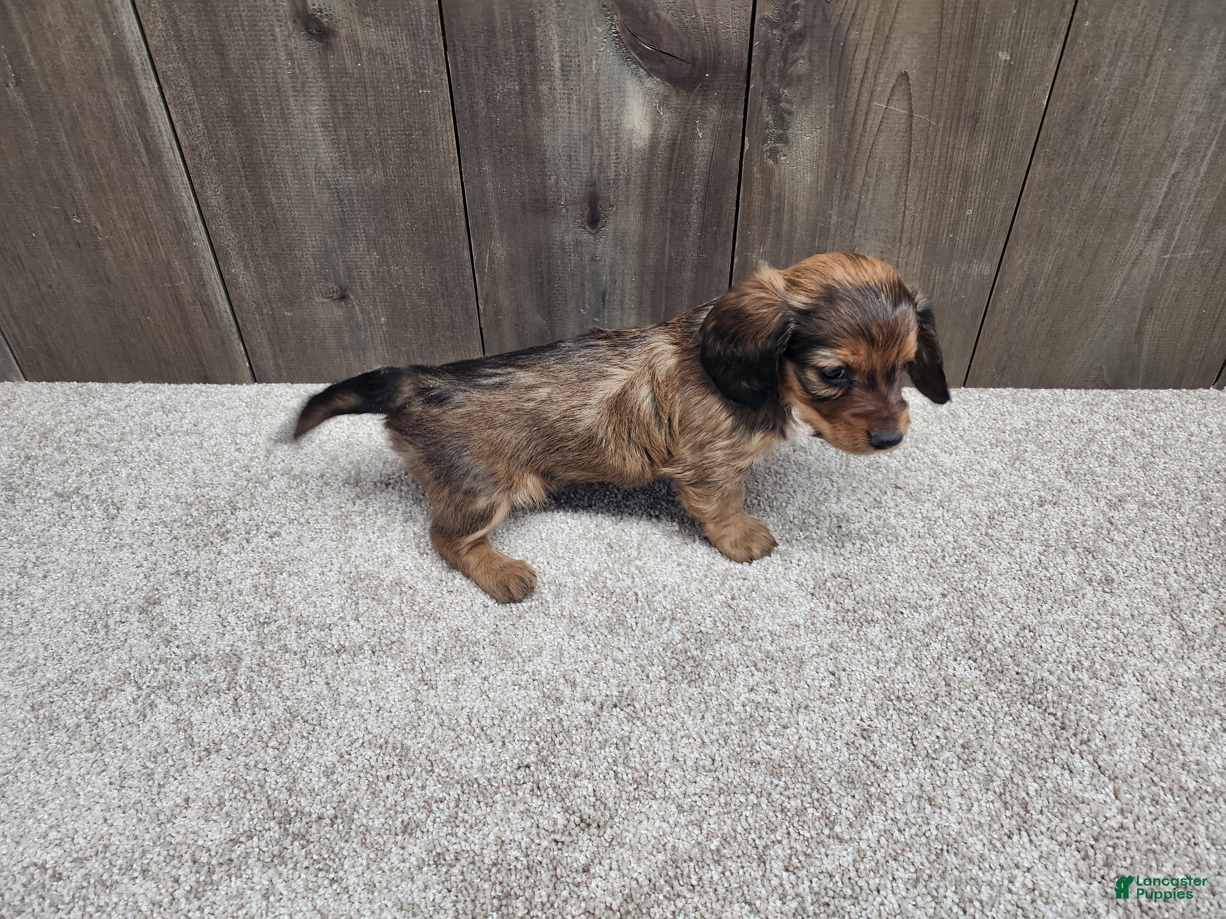 Miniature Dachshund dogs Miniature Dachshund Puppy 2 - Ad 10