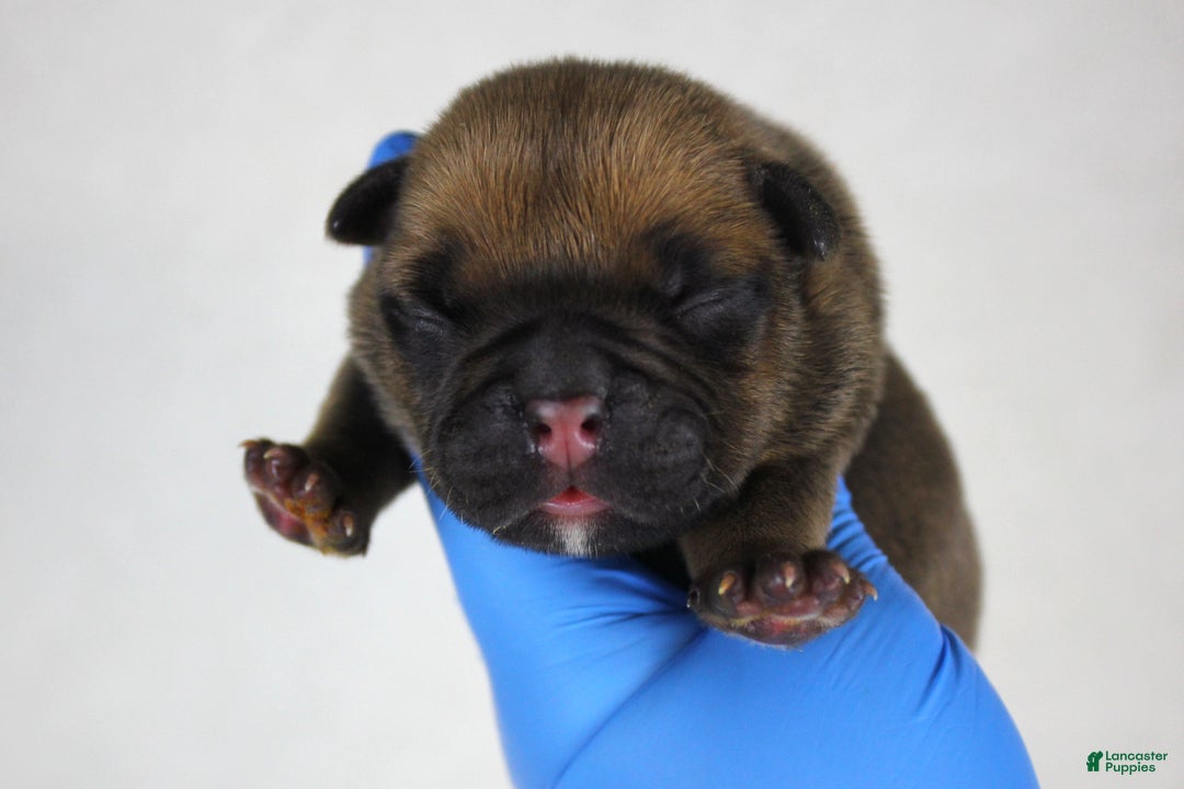 American Bully dogs for sale: Black Fawn Male - Ad 2