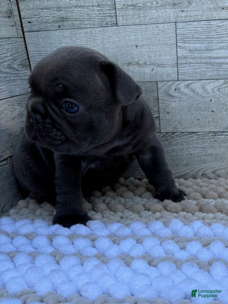 French Bulldog dogs Tobey - Ad 2