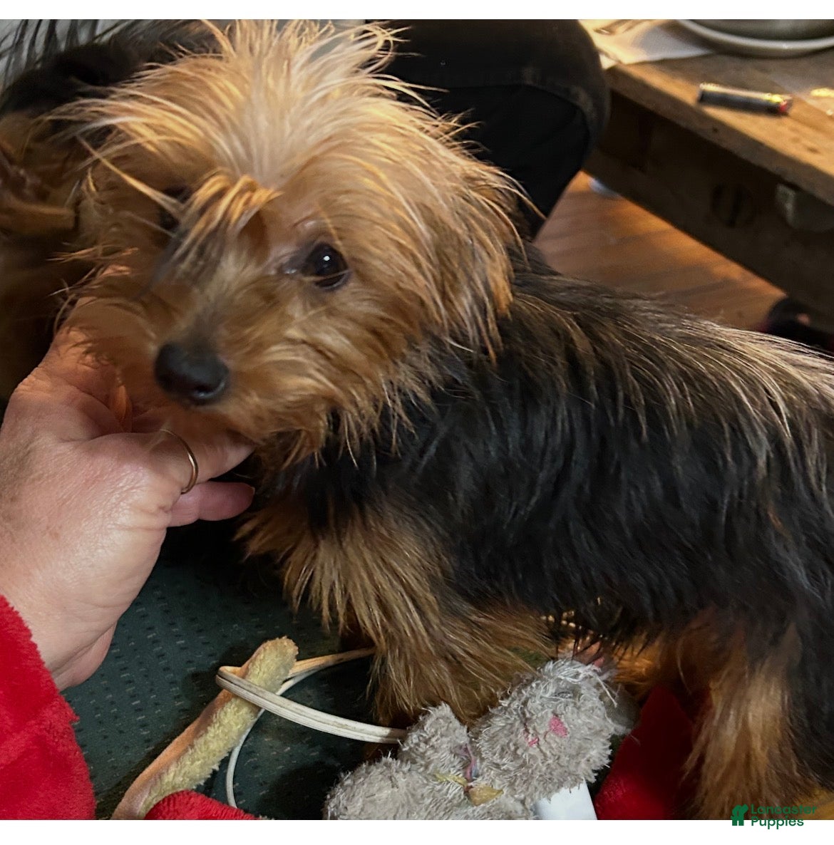 Yorkshire Terrier dogs Yorkshire Terrier Puppy 1 - Ad 33