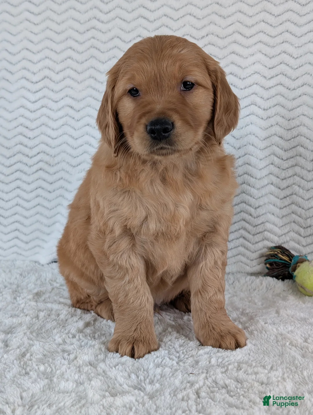 Golden Retriever dogs for sale: Brady - Ad 11