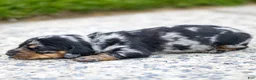 Miniature Dachshund dogs for sale: Ella Miniature Dachshund Puppy  - Ad 5
