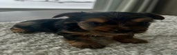 Yorkshire Terrier dogs for sale: Gizmo - Ad 3