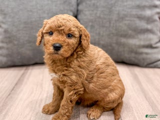 Mini Goldendoodle dogs Bingo - Ad 9