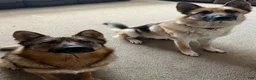 German Shepherd dogs for sale: German Shepherd 1 - Ad 4