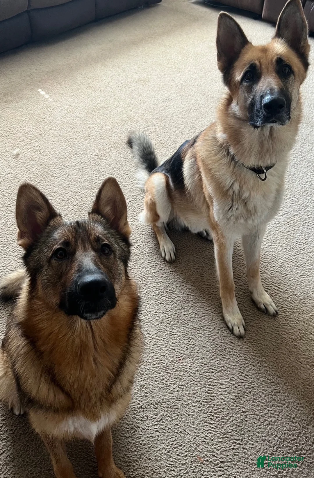 German Shepherd dogs for sale: German Shepherd 1 - Ad 4