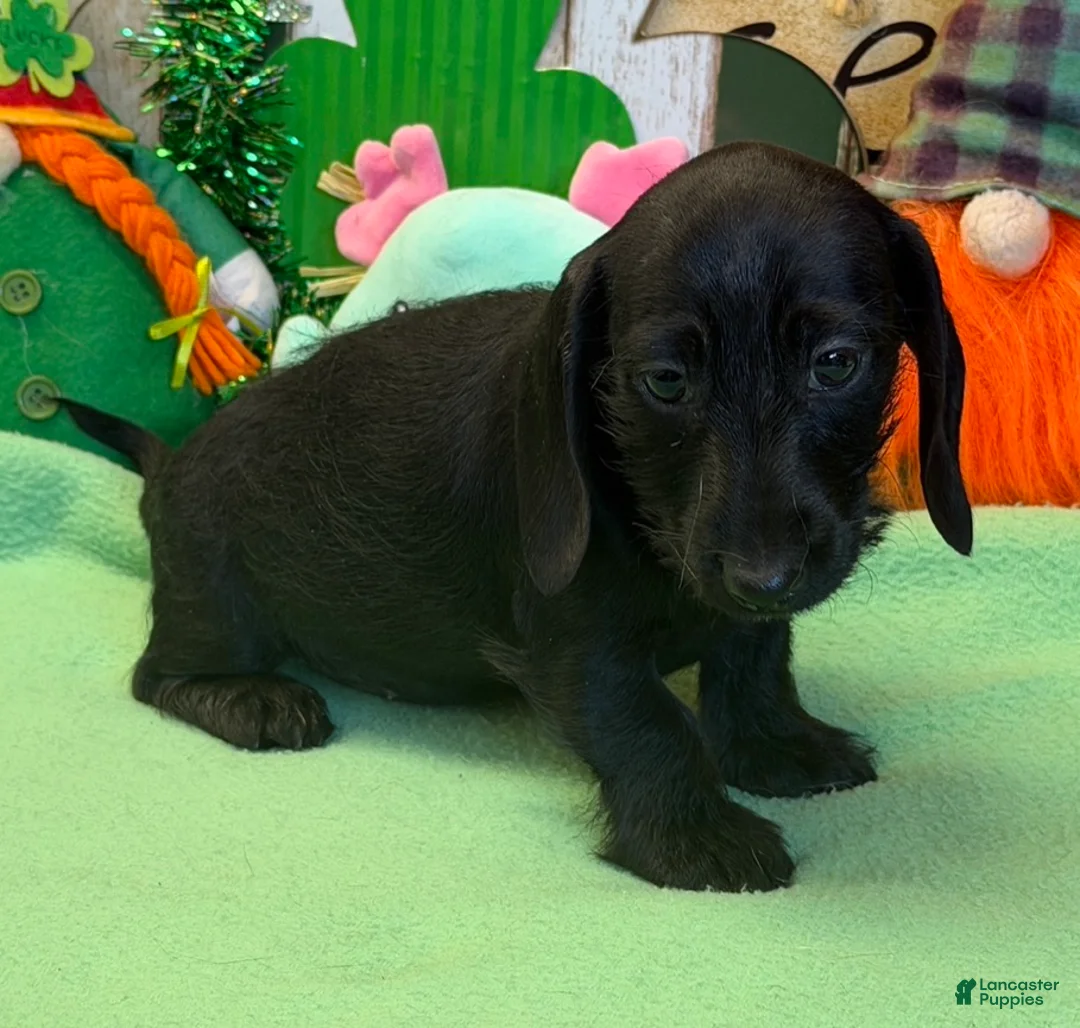 Dachshund dogs for sale: Missy - Ad 3