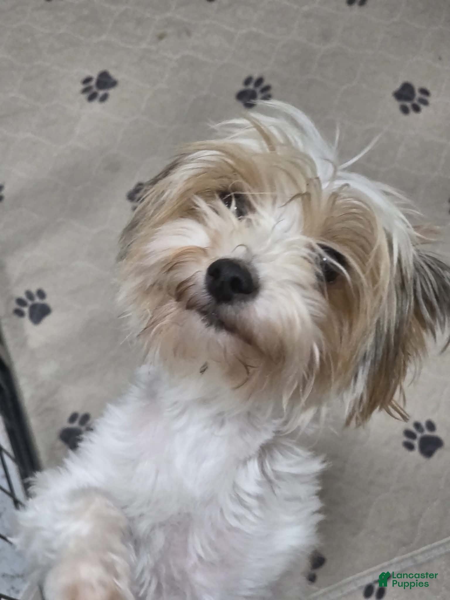 Yorkshire Terrier dogs Adella - Ad 4