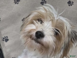 Yorkshire Terrier dogs Adella - Ad 33