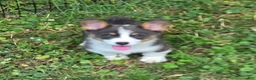 Welsh Corgi Pembroke dogs for sale: Larry the low rider - Ad 5