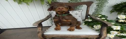 Doberman Pinscher dogs for sale: Doberman Pinscher 2 Duke - Ad 10
