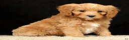 Cavapoo dogs for sale: Tammy - Ad 7