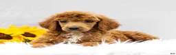 Standard Poodle dogs for sale: Merv - Ad 3