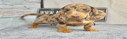 Miniature Dachshund dogs for sale: Rianna dappleShow boy - Ad 3