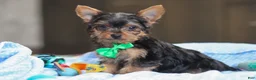 Yorkshire Terrier dogs for sale: Bear - Ad 1