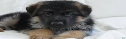 German Shepherd dogs for sale: German Shepherd Pick of litter Male Blue Collar - Ad 3