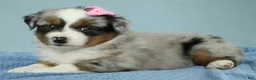 Miniature Australian Shepherd dogs for sale: Sage 🌿 - Ad 6