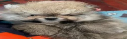 Pomeranian dogs for sale: Pomeranian Puppy 3 - Ad 7