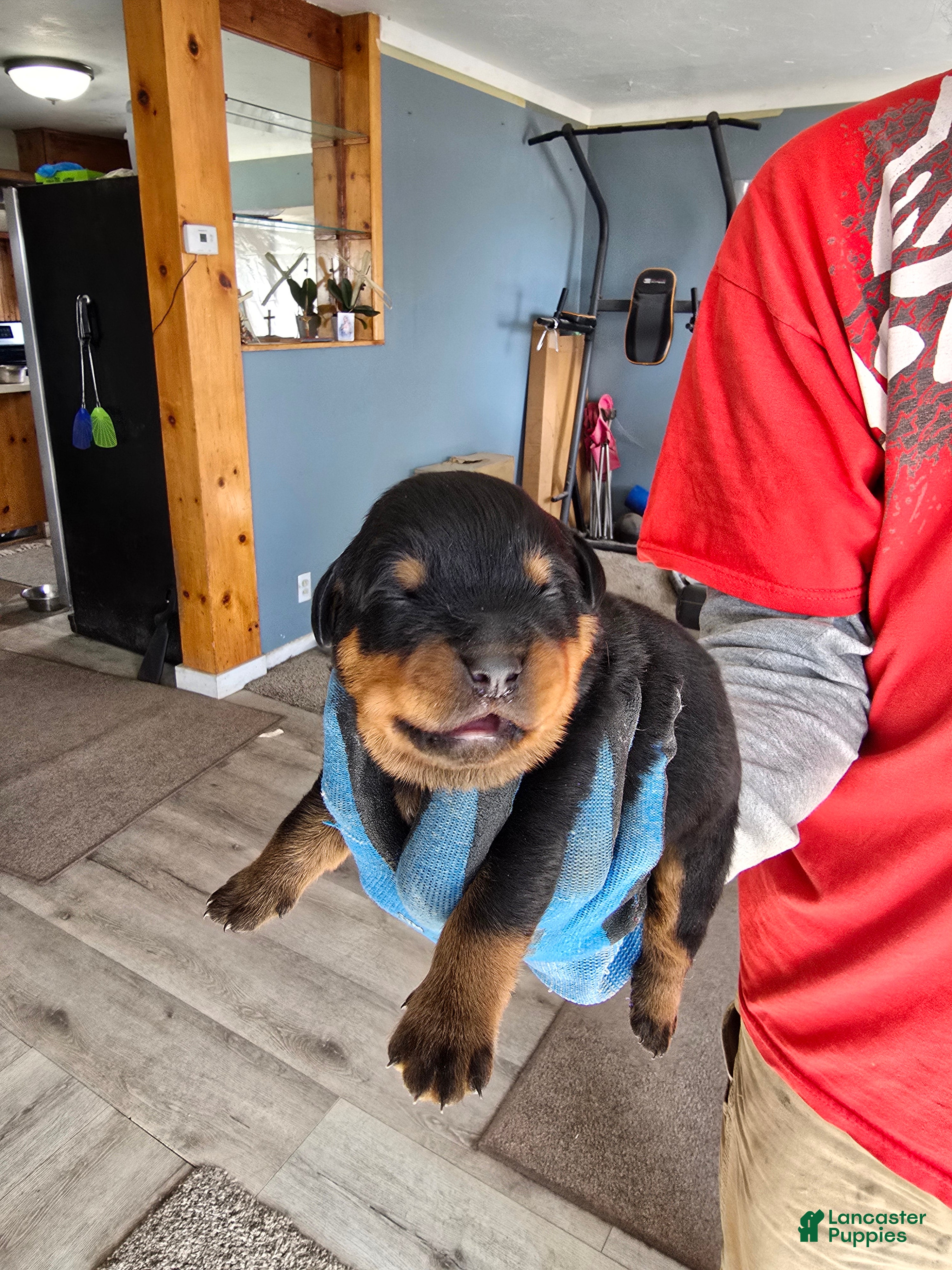 Rottweiler dogs Rottweiler Puppy 1 - Ad 2