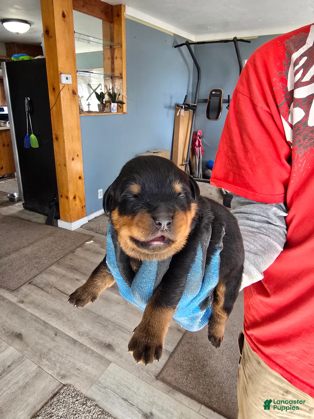 Rottweiler dogs for sale: Rottweiler Puppy 1 - Ad 2