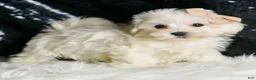 Maltipoo dogs for sale: Cloudpuff - Ad 3